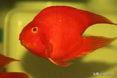 雪鸚鵡魚